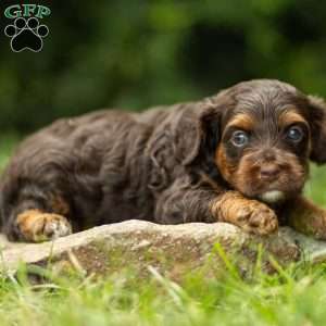 Dove, Cavapoo Puppy